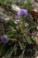 Image of Globularia bisnagarica L.