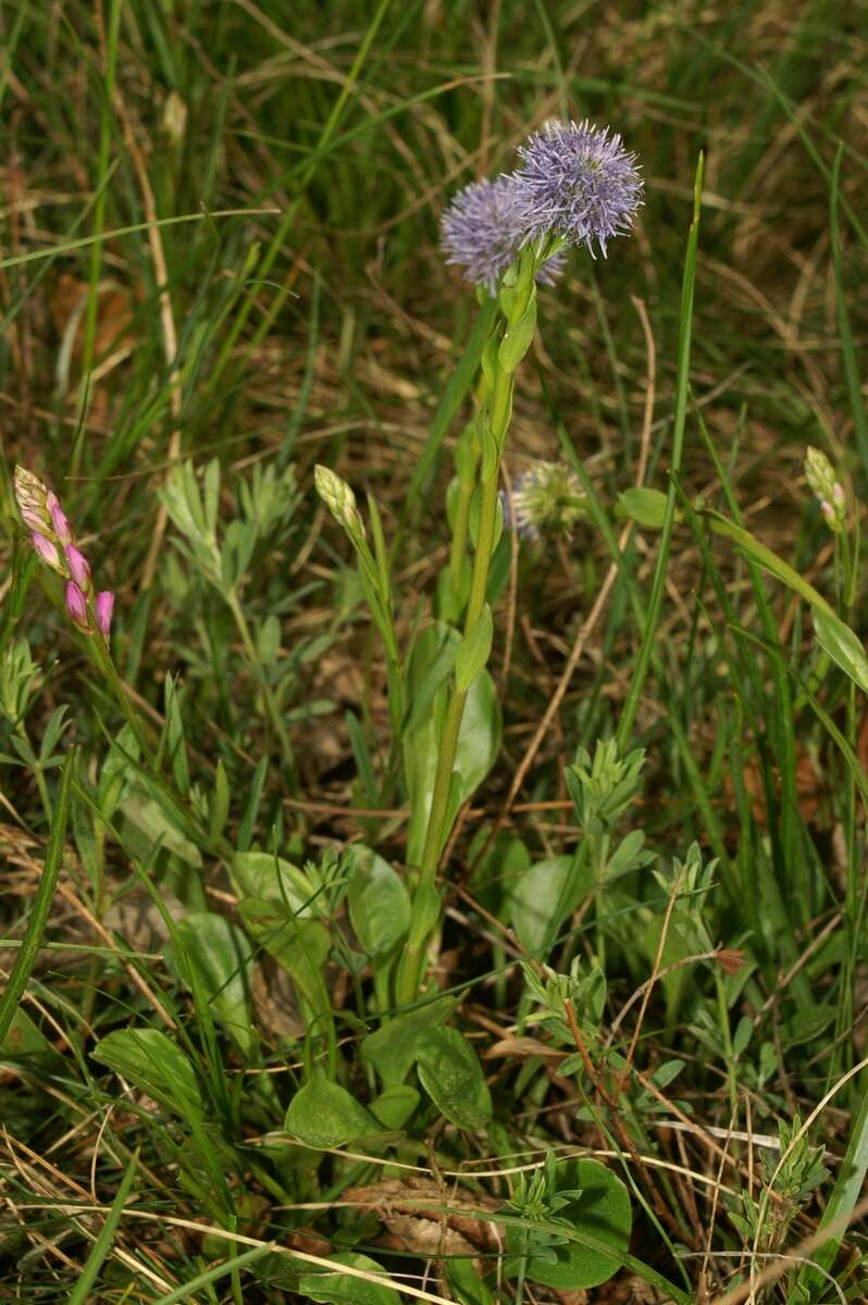 Image of Globularia bisnagarica L.