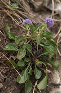 Image of Globularia bisnagarica L.