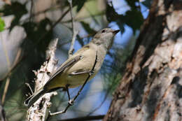 صورة Pachycephala pectoralis pectoralis (Latham 1801)