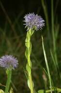 Image of Globularia bisnagarica L.