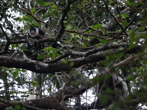 Image of Colobus guereza guereza Rüppell 1835