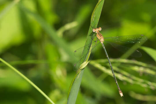 Image of Emerald Spreadwing