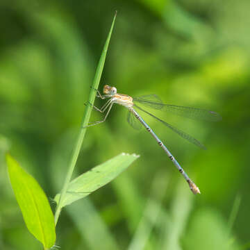 Image of Emerald Spreadwing