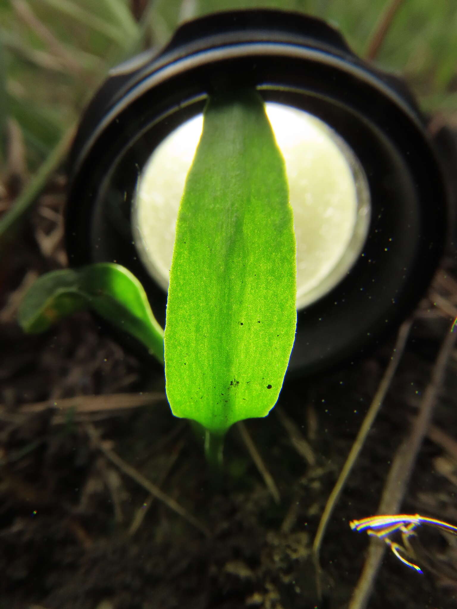 Imagem de Ophioglossum thermale Komarov