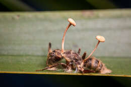 Image of Ophiocordyceps lloydii (H. S. Fawc.) G. H. Sung, J. M. Sung, Hywel-Jones & Spatafora 2007