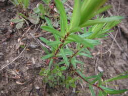 Imagem de Ionactis linariifolia (L.) Greene