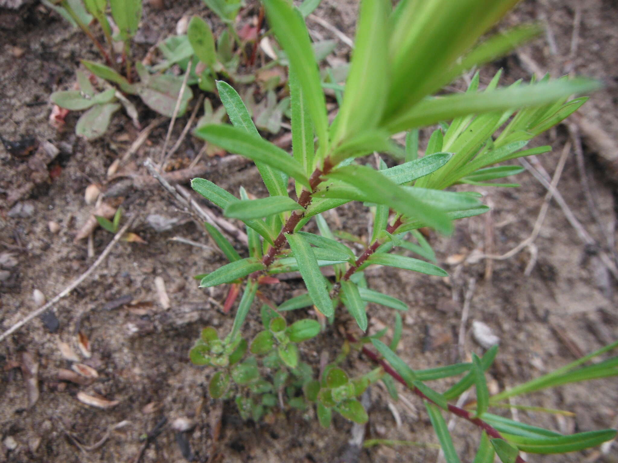 Image of Ionactis linariifolia (L.) Greene