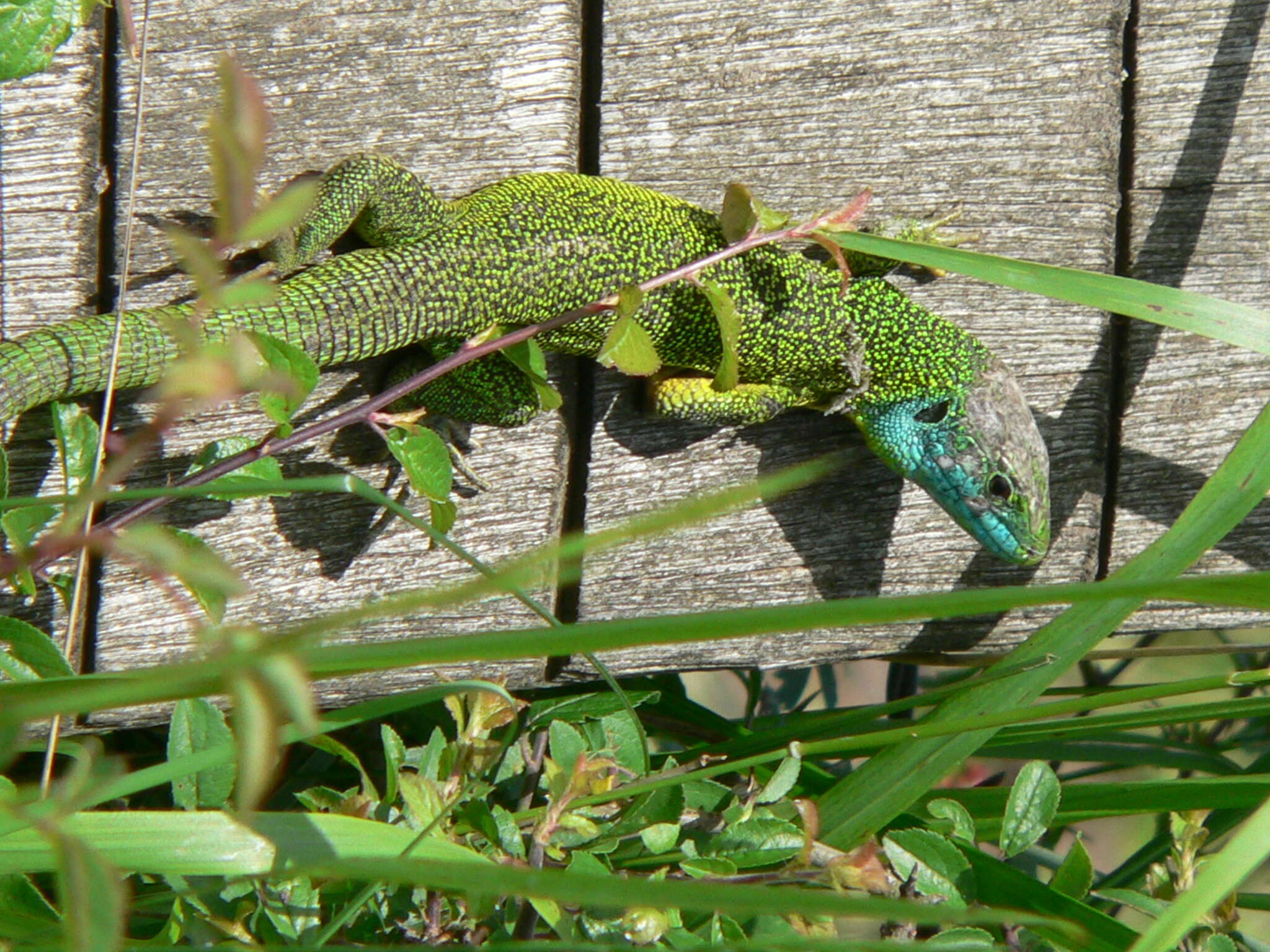 Image of Iberian Emerald Lizard