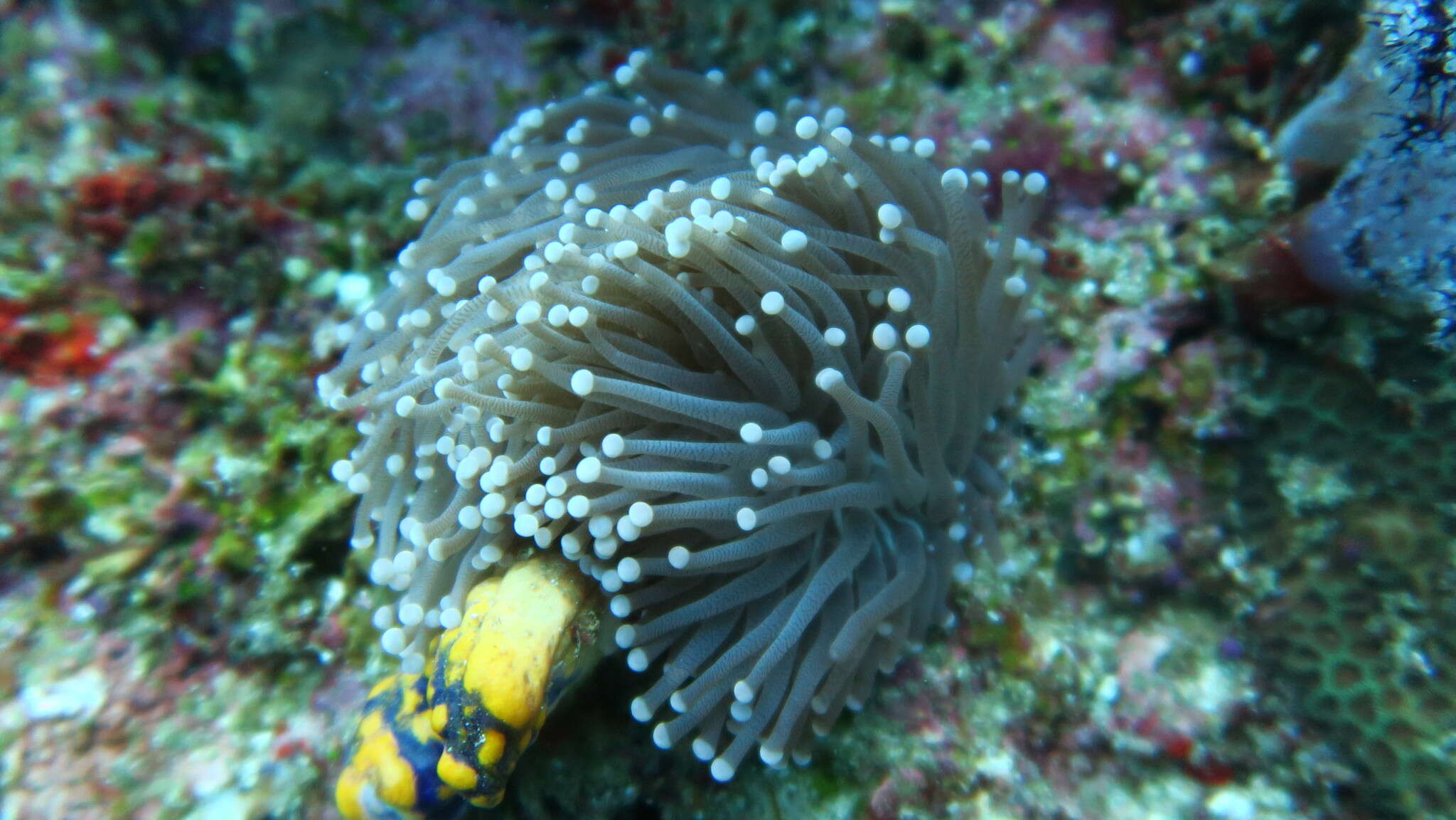 Image of Stony coral