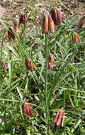 Image of Fritillaria messanensis