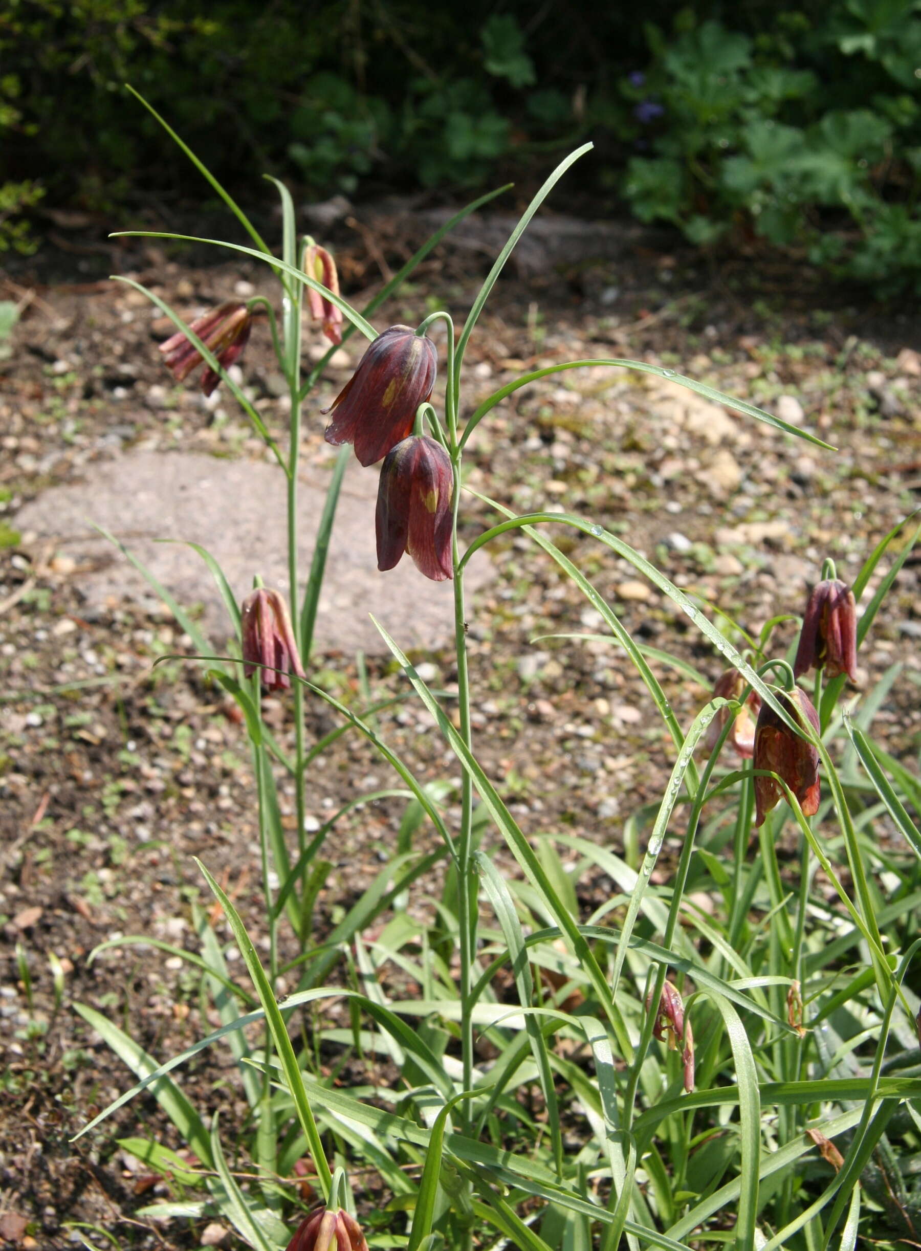 Image of Fritillaria messanensis