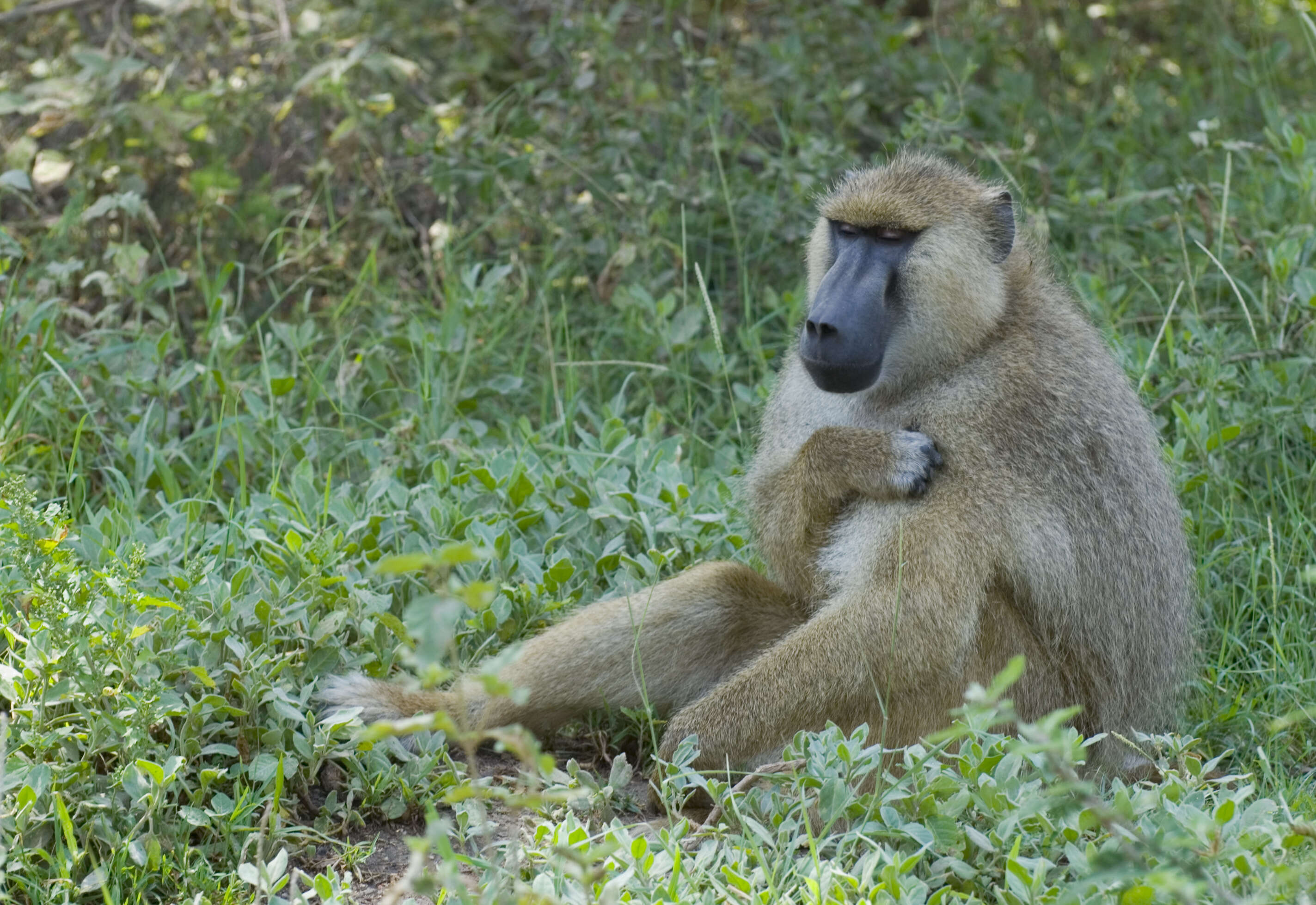 Image of Yellow Baboon