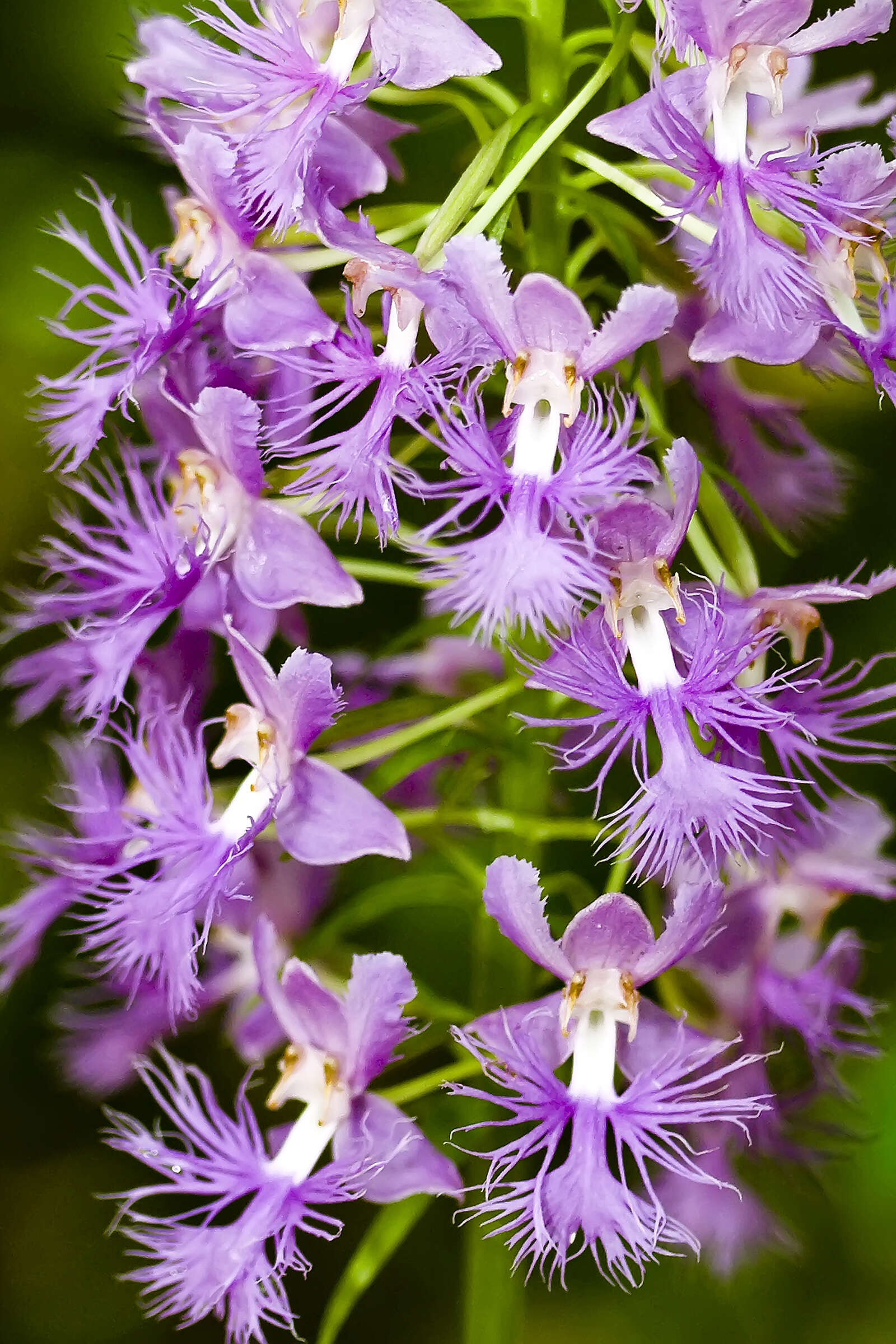 Image of Shriver's Fringed Orchid