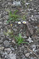 Image of Erigeron eriocalyx (Ledeb.) Vierhapper