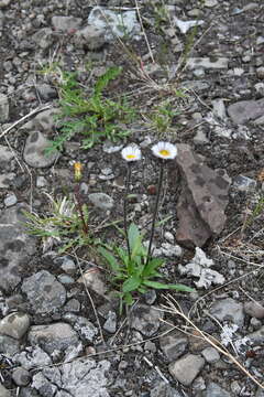 Image of Erigeron eriocalyx (Ledeb.) Vierhapper