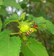 Image of Pale Red Bug