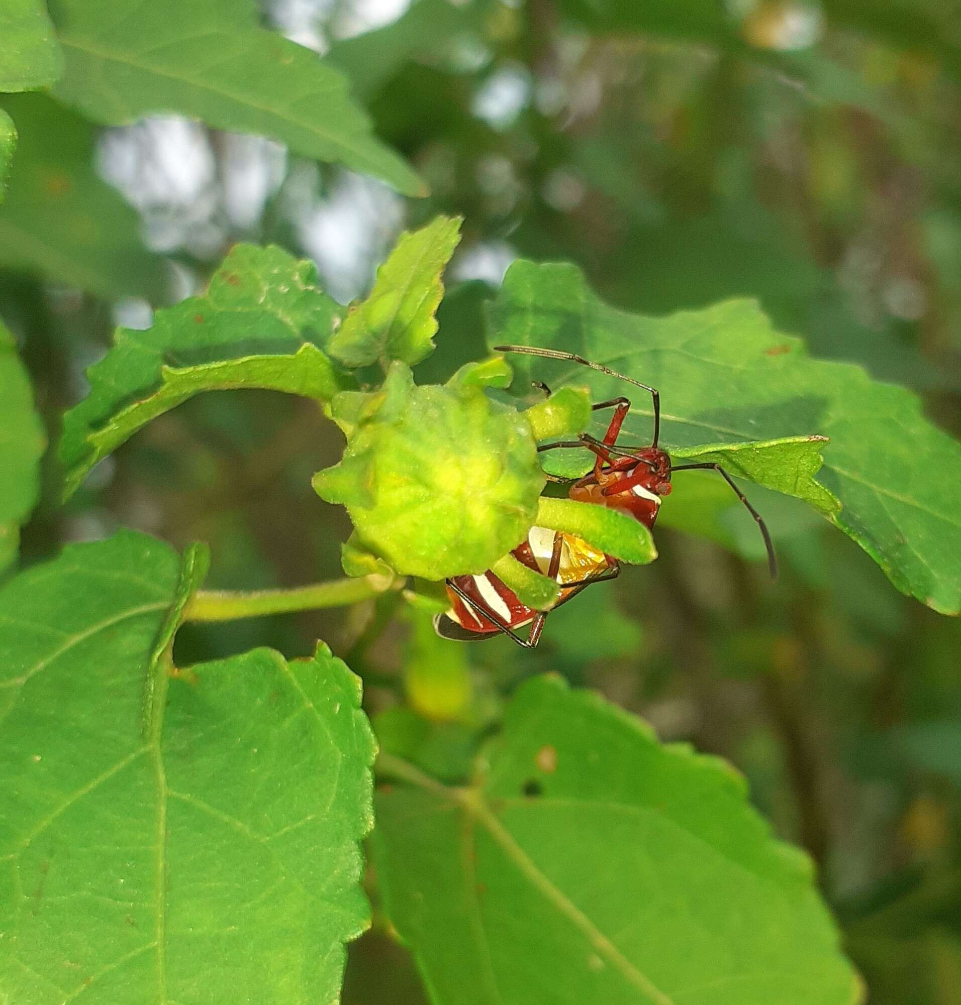 Image of Pale Red Bug