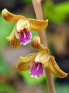 Image of Crested coralroot