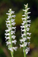 Image of Nodding lady's tresses