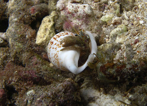 Image of Sand hermit crab