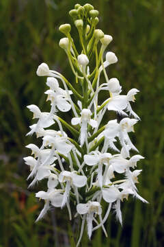 Image of white fringed orchid