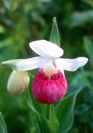 Image of Showy lady's slipper