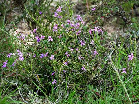 Image of Jamesbrittenia microphylla (L. fil.) O. M. Hilliard