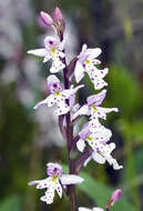 Plancia ëd Galearis rotundifolia (Banks ex Pursh) R. M. Bateman