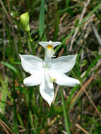 Image of tuberous grasspink