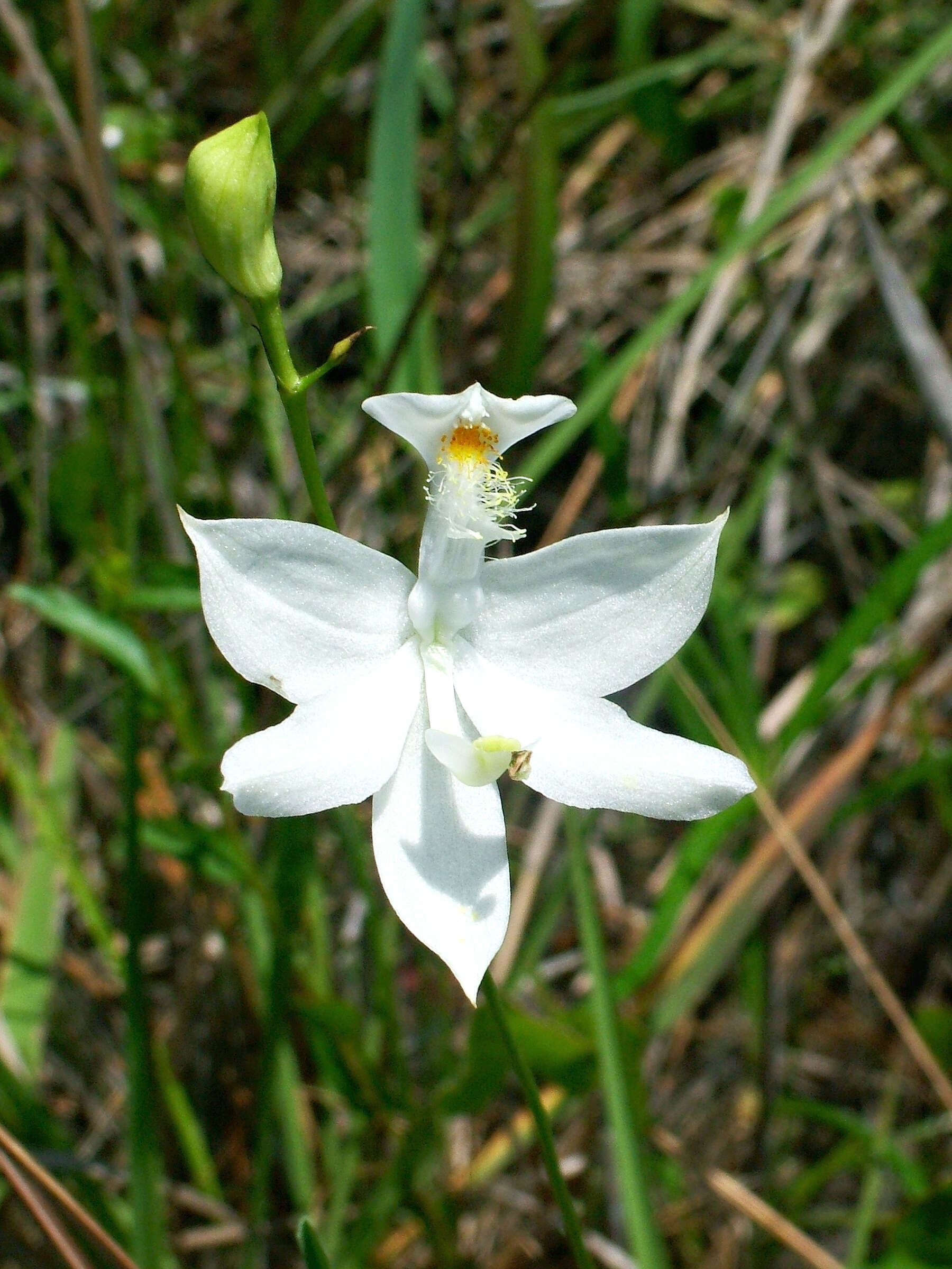 Image of tuberous grasspink