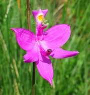 Image of tuberous grasspink