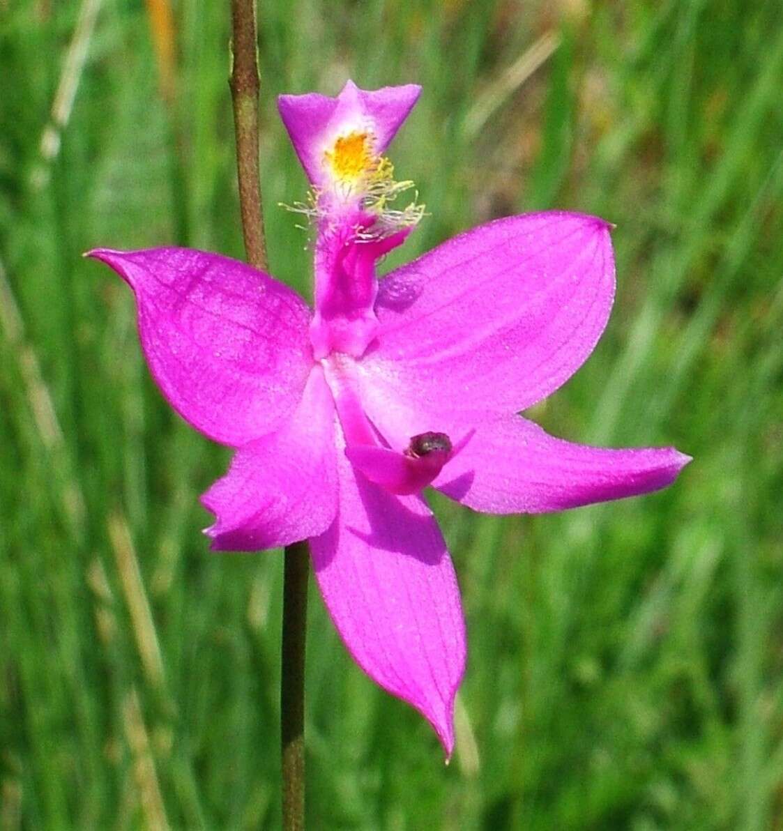 Image of tuberous grasspink