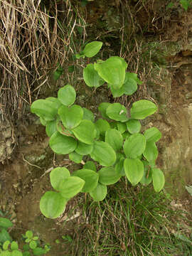 Image of China root