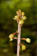 Image of Bentley's coralroot