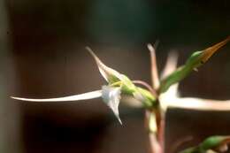 Image of Longclaw orchid