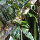 Image of Bulbophyllum hamelinii W. Watson