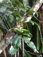 Image of Bulbophyllum hamelinii W. Watson