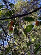 Image of tangerine