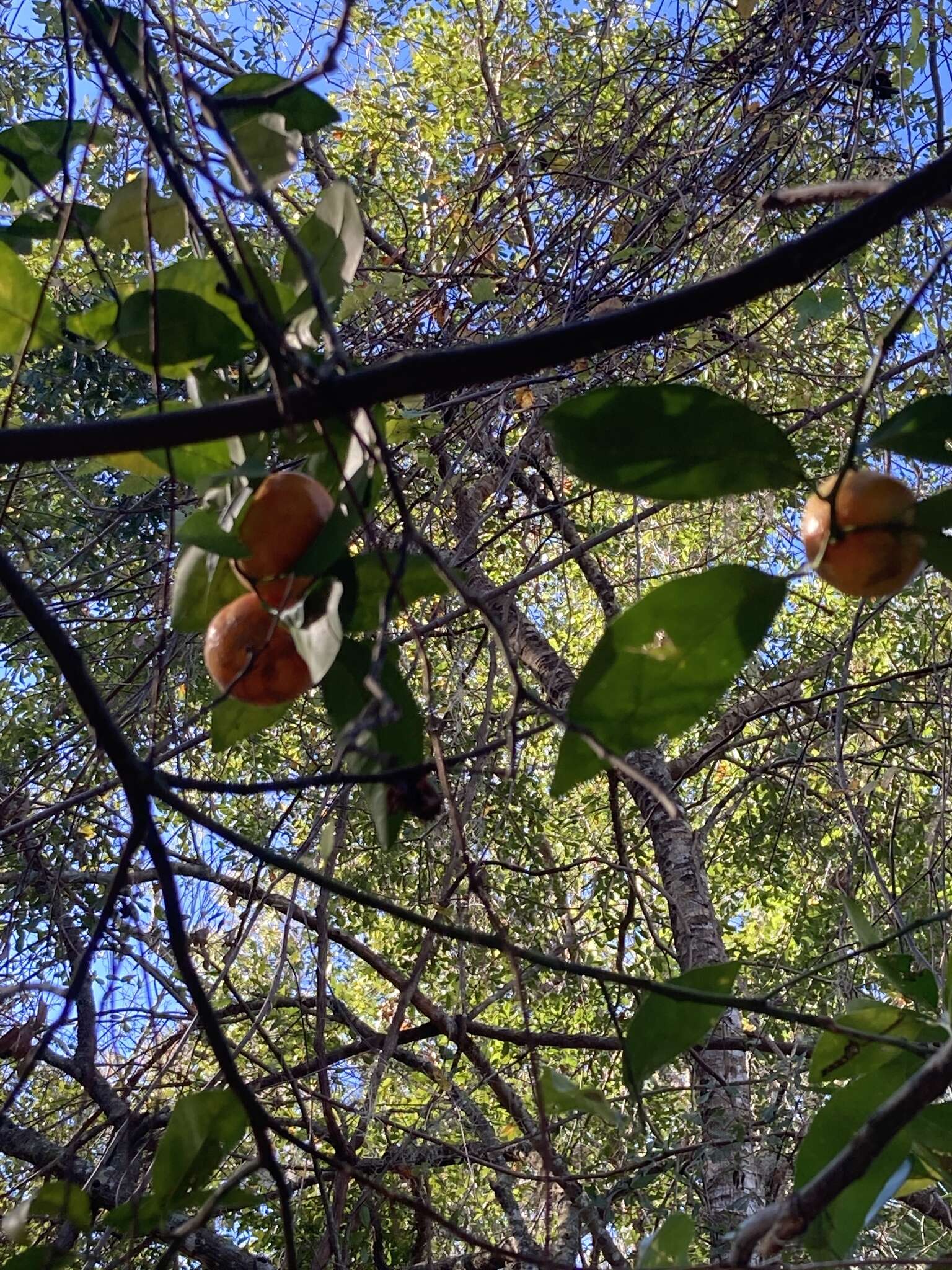 Image of tangerine