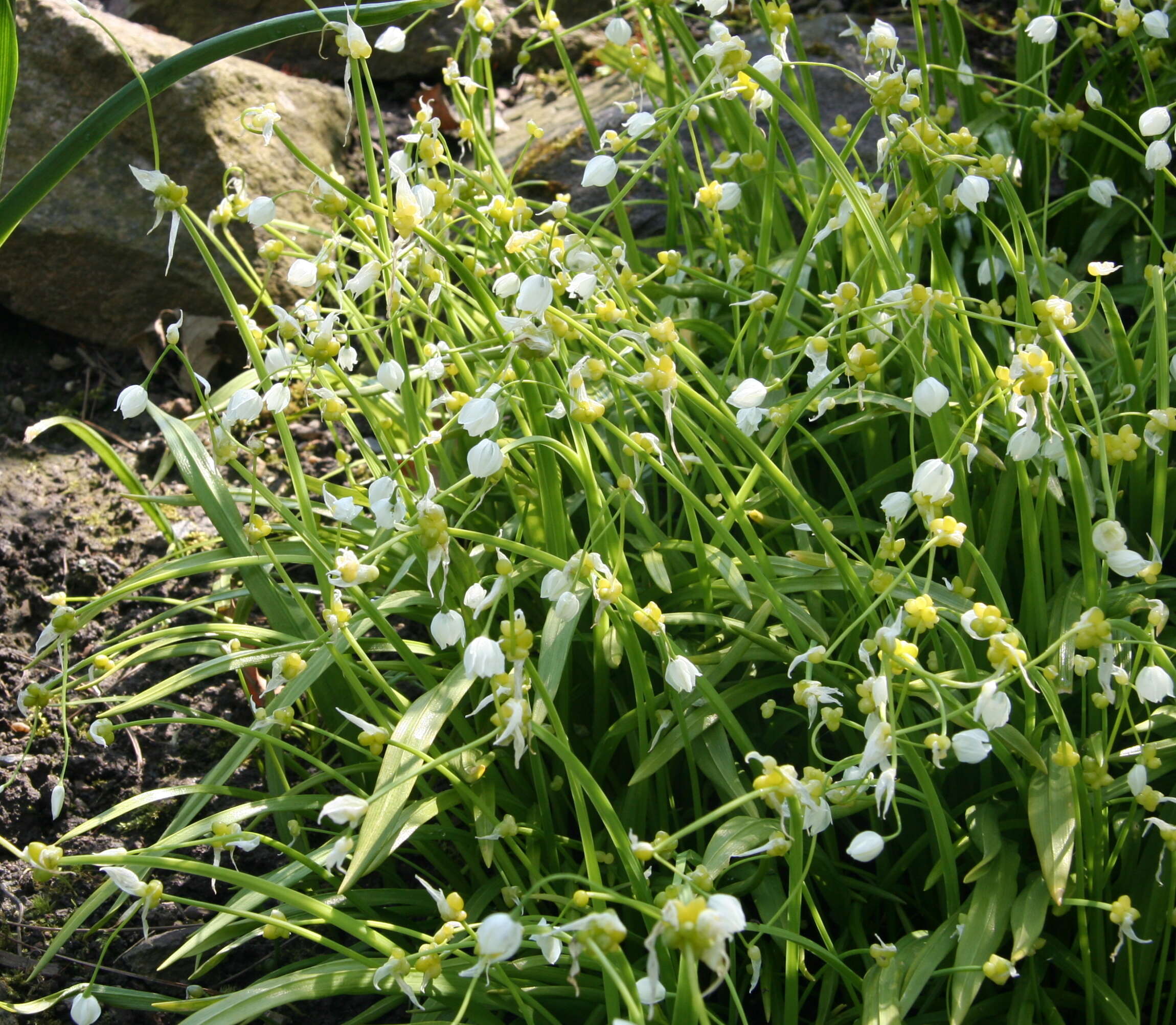 Image of few-flowered leek