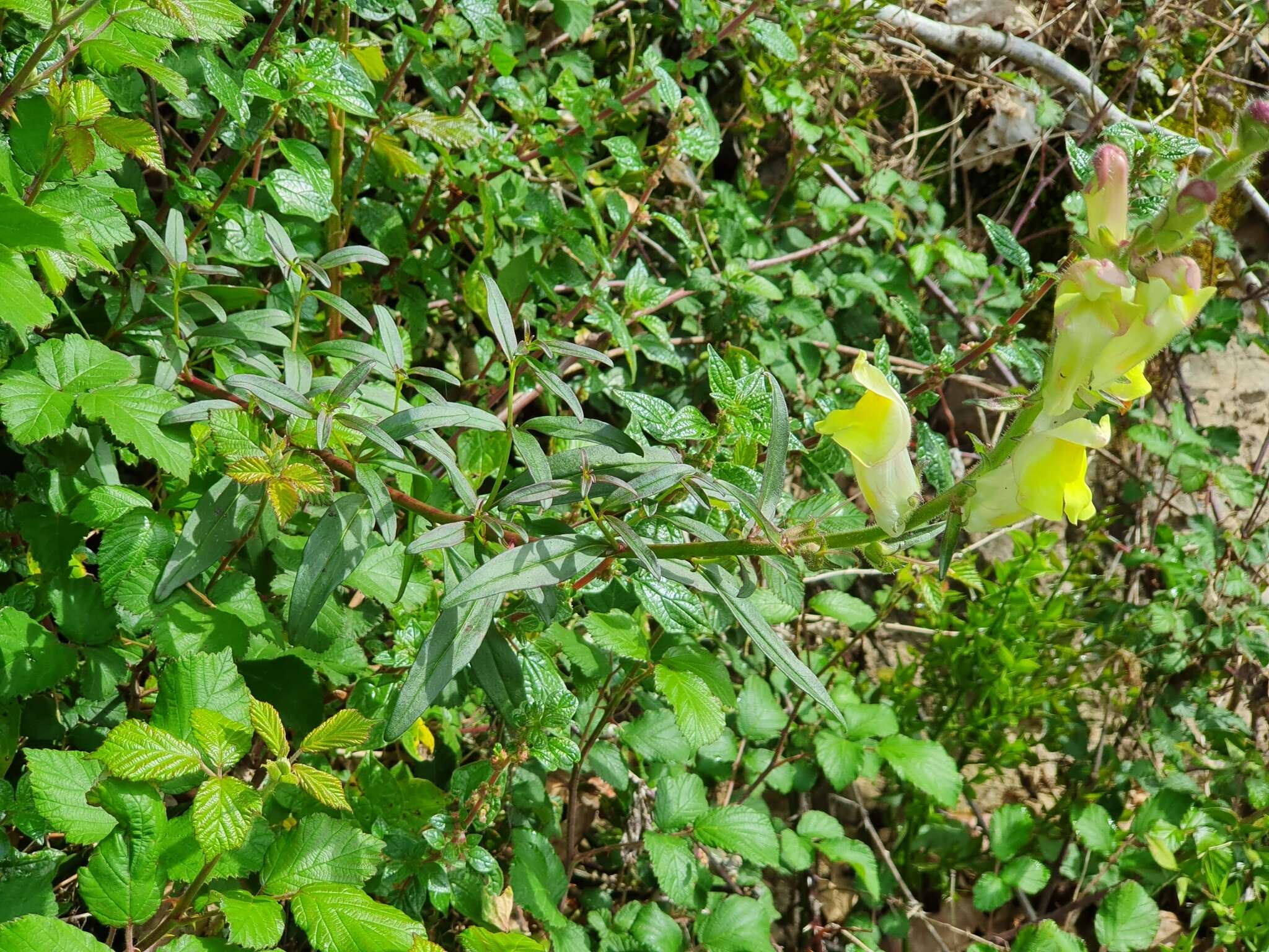 Image of Antirrhinum braun-blanquetii Rothm.