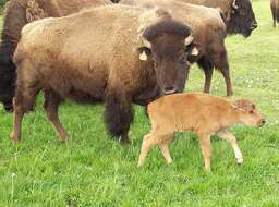 Image of American Bison