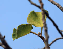 Imagem de Ficus tettensis Hutch.