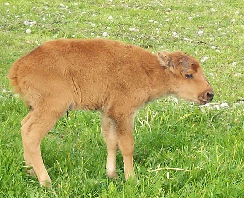 Image of American Bison