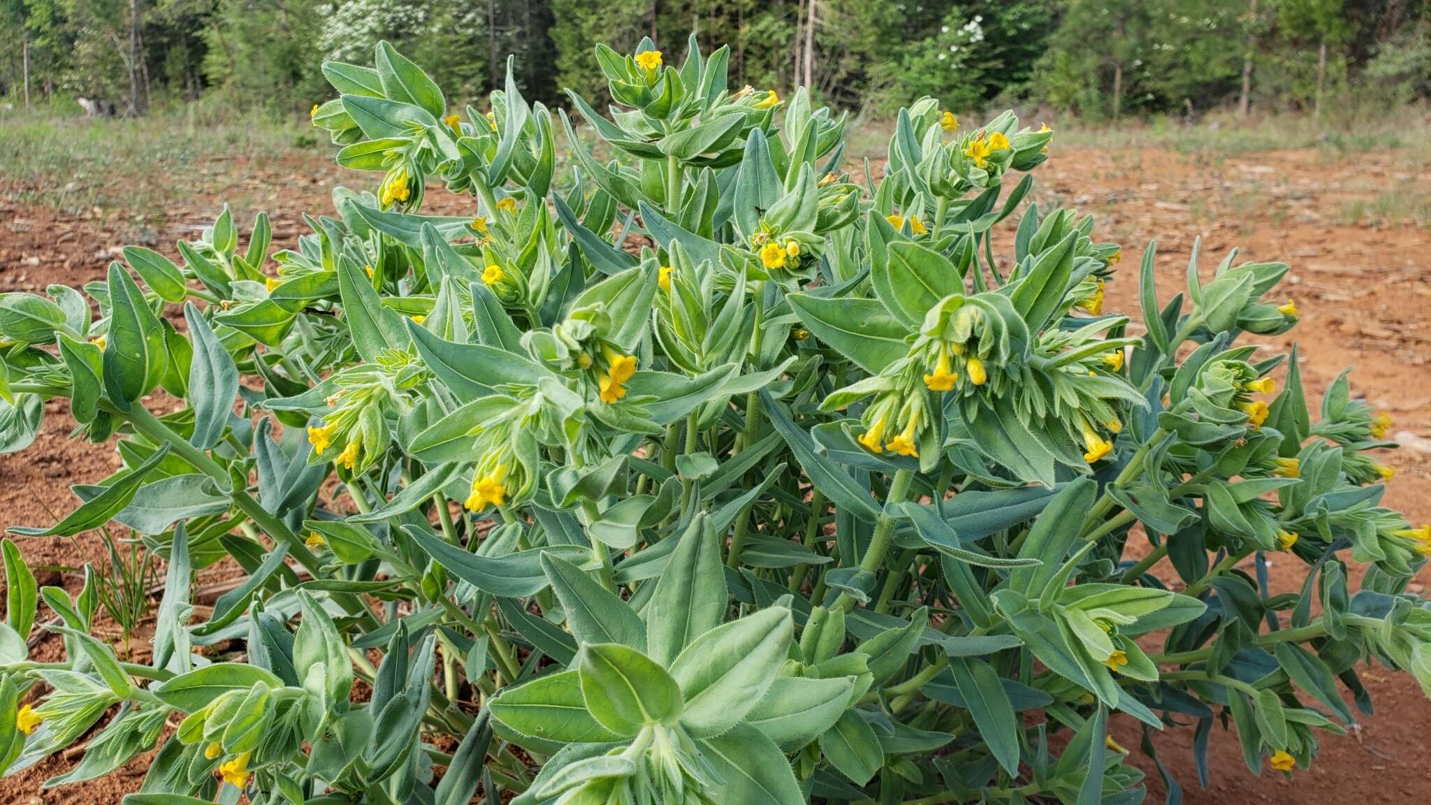 Image of California stoneseed