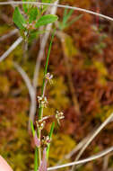 Image of pod-grass family