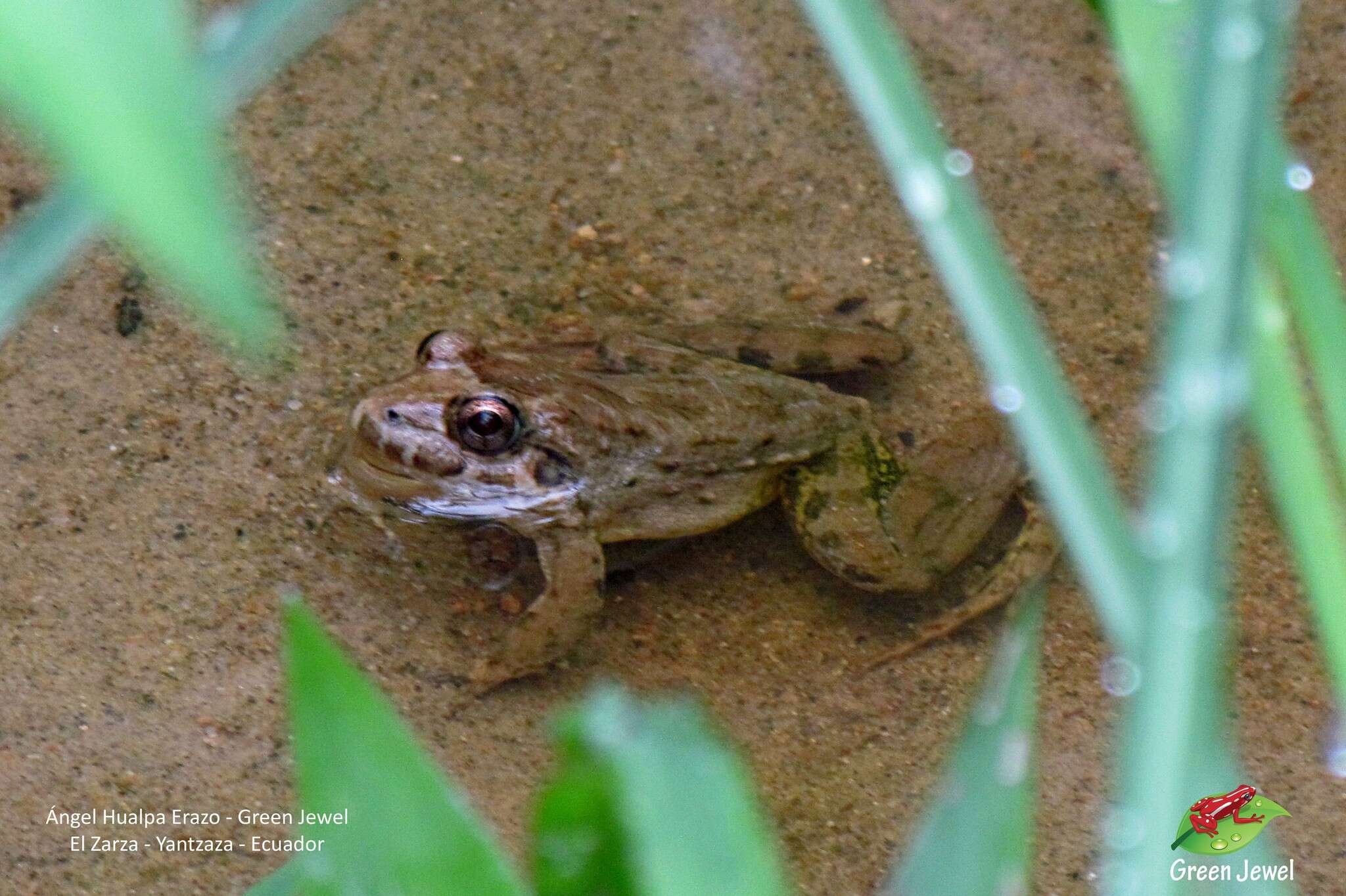 Sivun Leptodactylus wagneri (Peters 1862) kuva