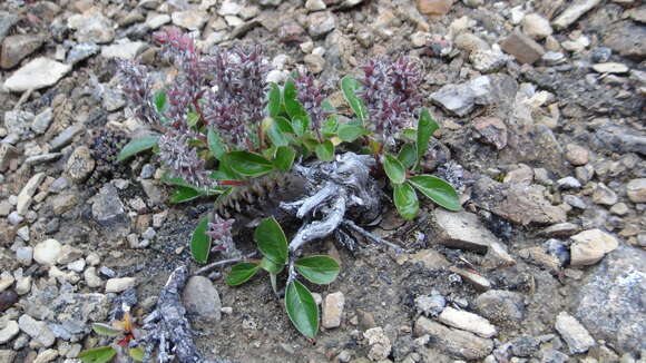 Image of Ross' Tussock Moth