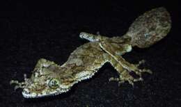 Image of Leaf-tailed Gecko